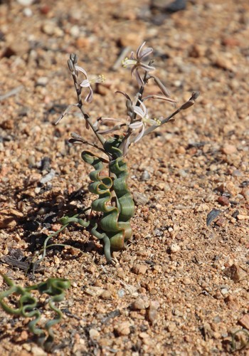 Trachyandra tortilis