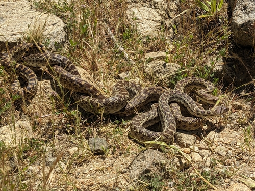iNaturalist observation photo of Pacific Gopher Snake