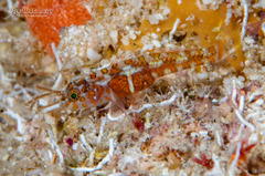 Diphasic Goby photo 3