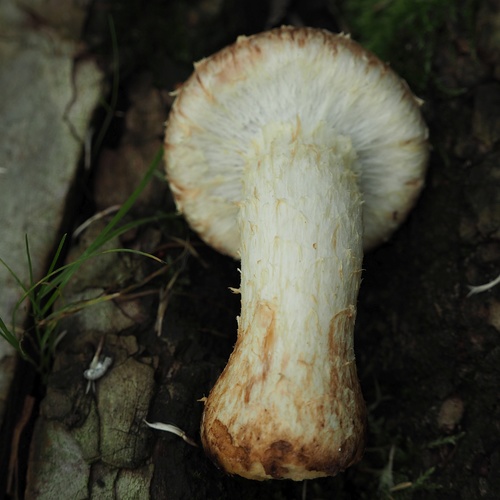 Destructive Pholiota