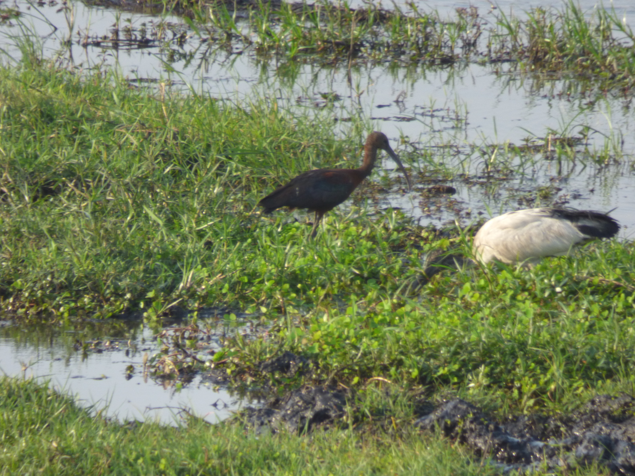 African Sacred Ibis