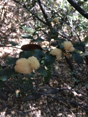 Heteroecus dasydactyli