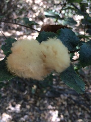 Heteroecus dasydactyli