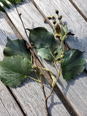 Angiospermae