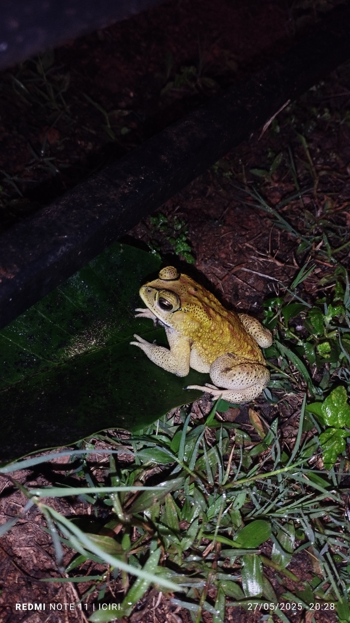 Indian Common True Toad