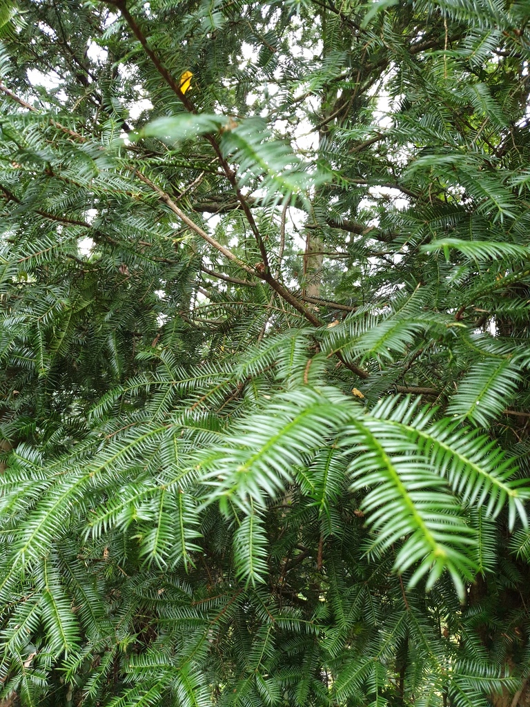 Japanese torreya