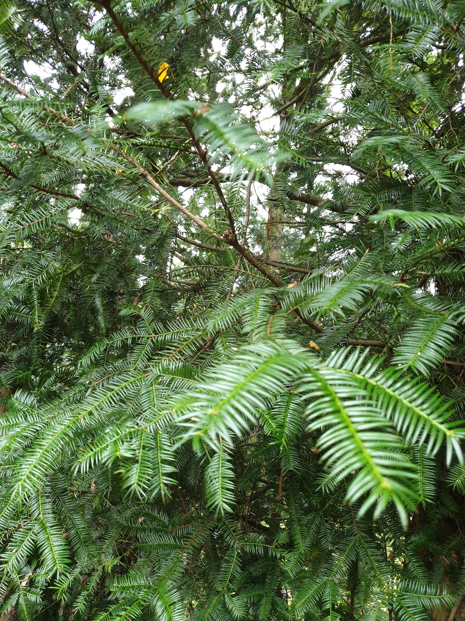 Torreya nucifera