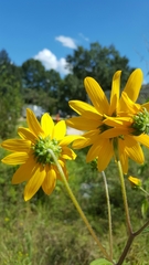 Helianthus simulans