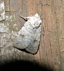 Caradrina kadenii