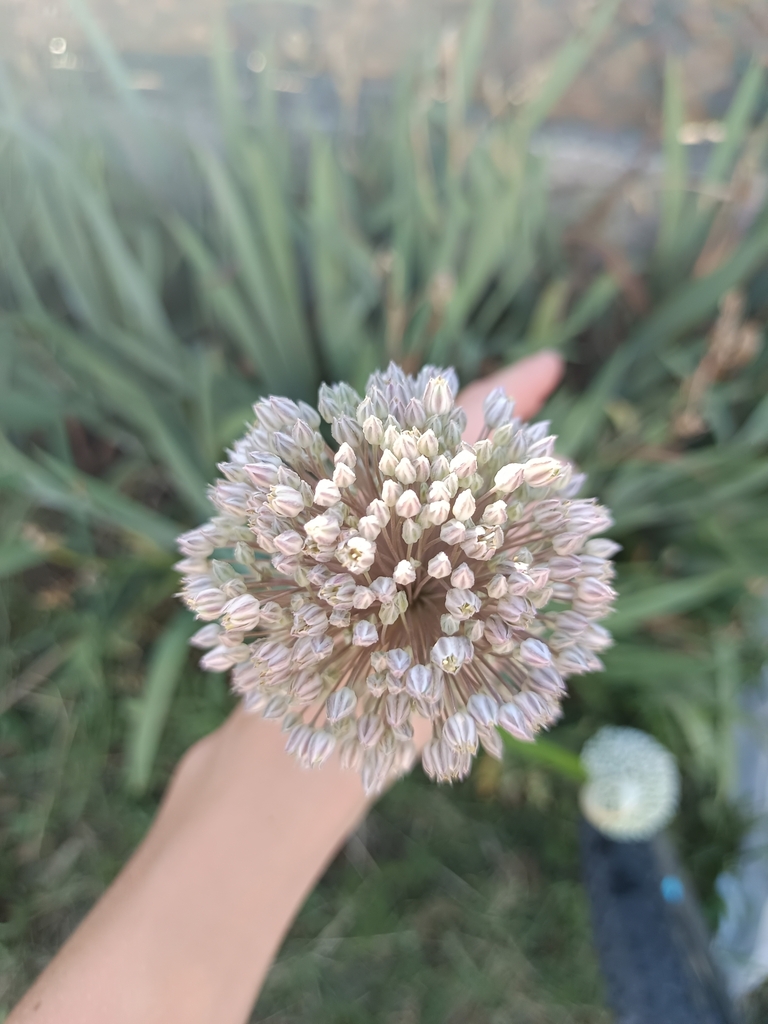 Allium porrum