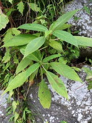 Magnoliopsida
