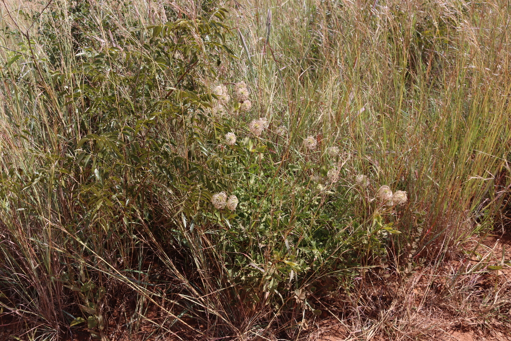 Clematis villosa; photograph (c) Tony Rebelo, some rights reserved (CC BY-SA)