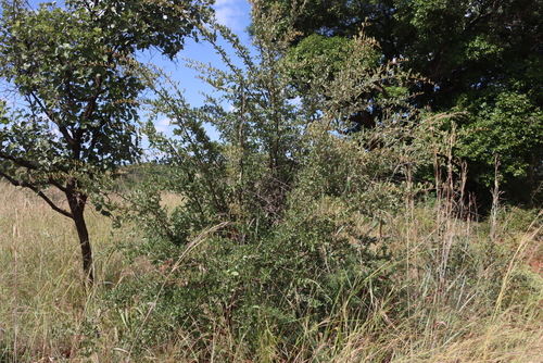 Leadwood (Combretum imberbe)