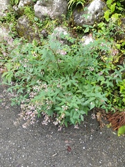 Magnoliopsida