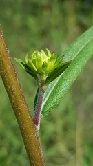 Helianthus simulans