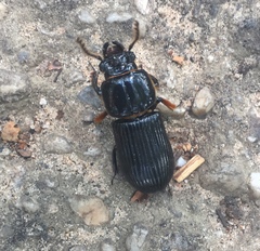 Odontotaenius disjunctus