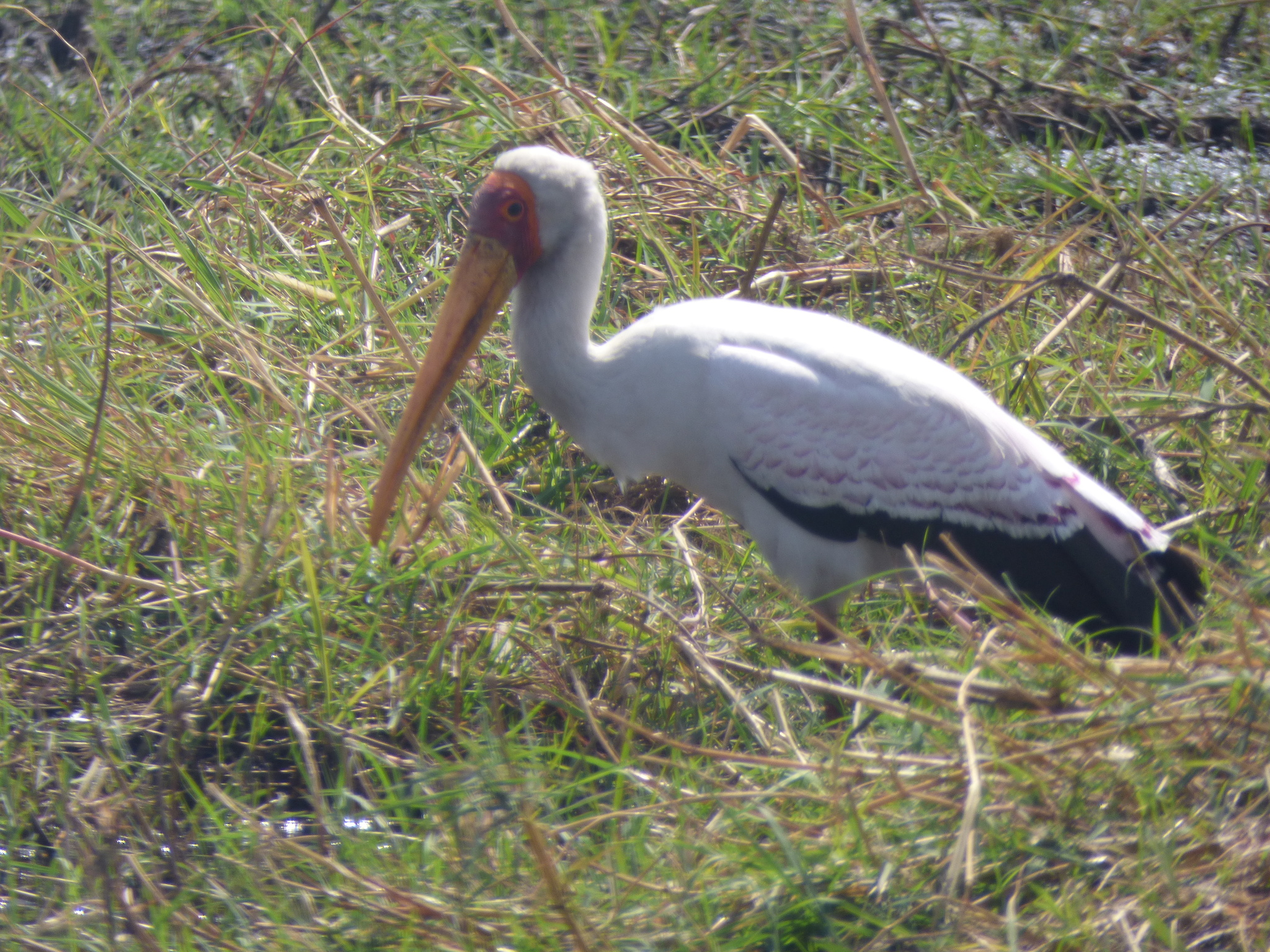 Yellow-billed Stork