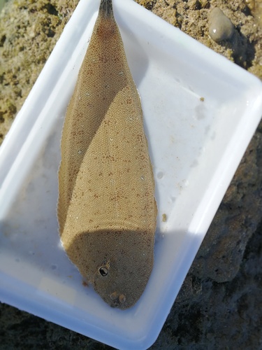 Portuguese sole (Dagetichthys lusitanicus) — Soleidae