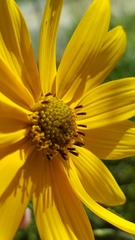 Helianthus simulans