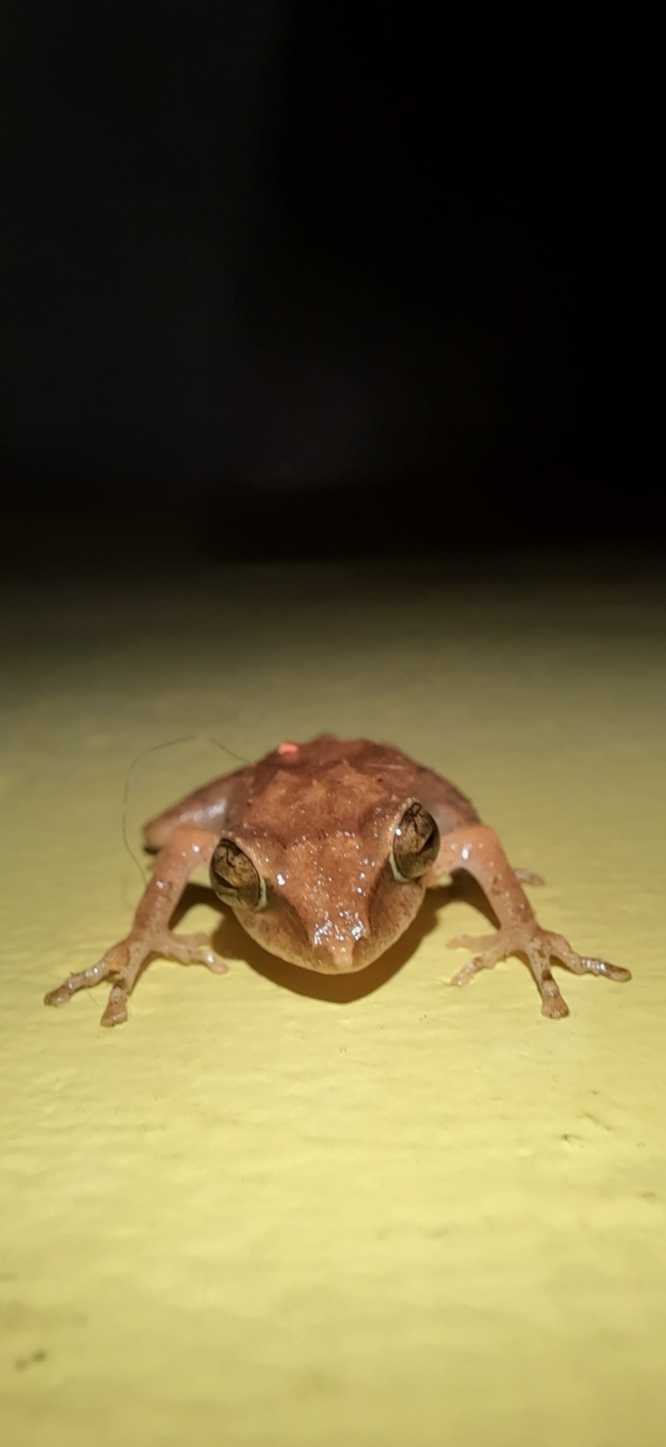 Wynaad Brown Eared Shrub Frog