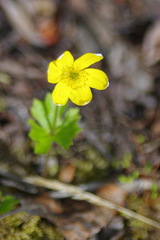 Anemonastrum richardsonii