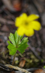 Anemonastrum richardsonii