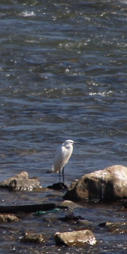 Little Egret