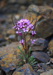 Erysimum pallasii