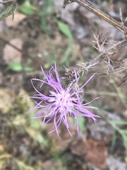 Centaurea × moncktonii