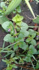 Stemodia verticillata