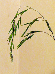 Bromus arvensis
