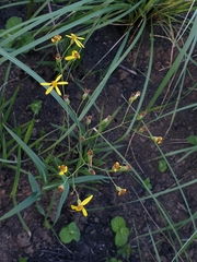 Senecio bupleuroides