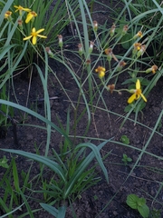 Senecio bupleuroides