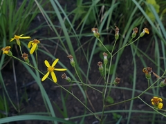 Senecio bupleuroides