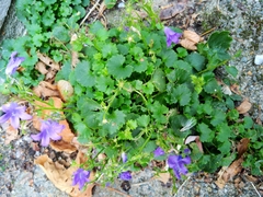 Campanula poscharskyana