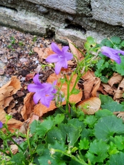 Campanula poscharskyana