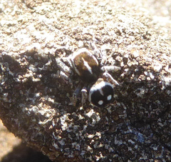 Attulus atricapillus