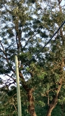 Halcyon leucocephala acteon