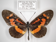 Acraea althoffi