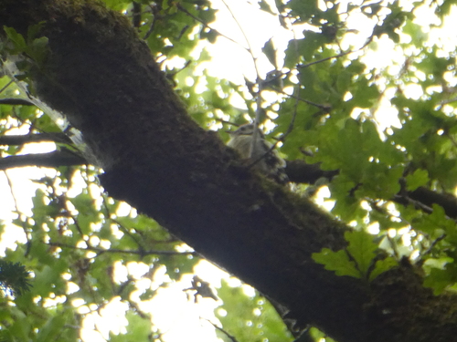 Middle Spotted Woodpecker, Tilburg West, Tilburg, Netherlands, photo 10 of 10