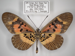 Acraea althoffi