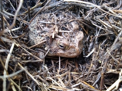 Anaxyrus terrestris