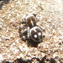 Attulus atricapillus