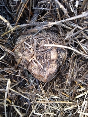 Anaxyrus terrestris