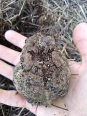 Anaxyrus terrestris