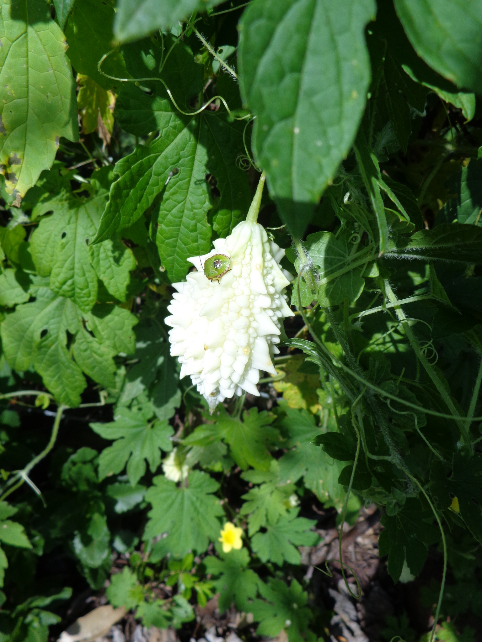 Momordica charantia