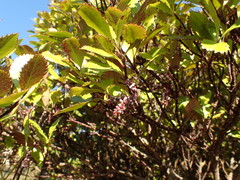 Ascarina lucida lucida