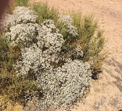 Eriogonum nummulare