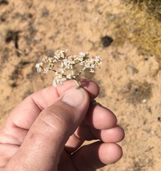 Eriogonum nummulare