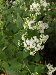 Ageratina altissima